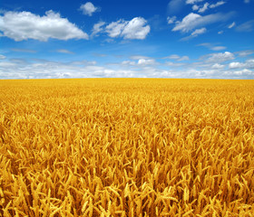 Naklejka premium wheat field and sky