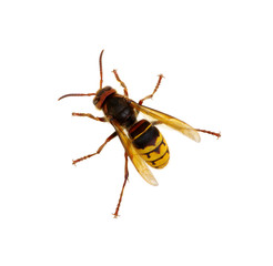 hornet isolated on white