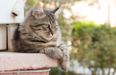 kedi