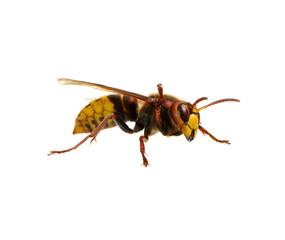 Fototapeta premium hornet isolated on white