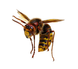 hornet isolated on white