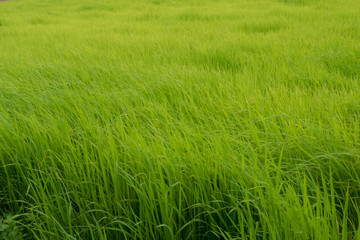 Simple rice field texture