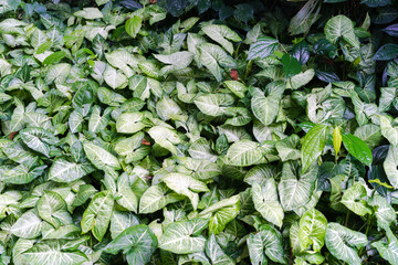 albo virens , green leaves background look from top