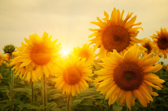  sunflowers and sun