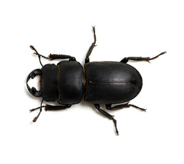 black beetle on white