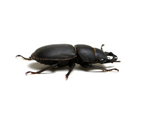 black beetle on white
