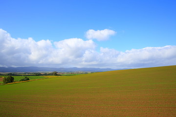 北海道、美瑛のパノラマロード
