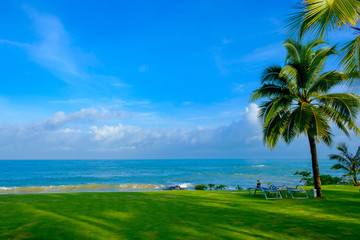 Fototapeta premium Coconut Palm tree by the ocean in Hawaii, Kauai