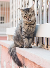 kedi