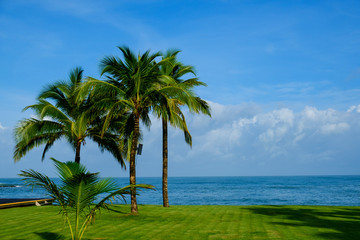 Fototapeta na wymiar Coconut Palm tree by the ocean in Hawaii, Kauai