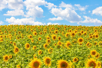 Fototapeta premium Sunflower field with cloudy sky