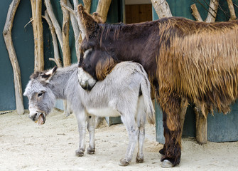 Hausesel und Poitou-Esel