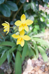 Flower. orchid flower. yellow orchid flower. beautiful yellow.