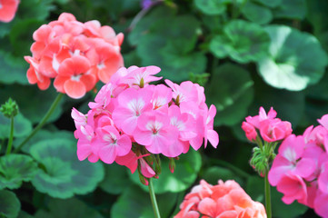 Flower. pink or red flower. beautiful color flower.