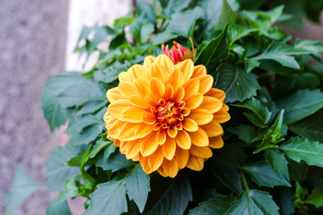 closeup chrysanthemum dahlia in garden