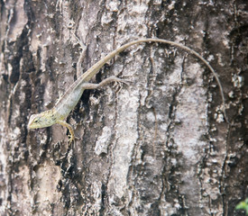 chameleon