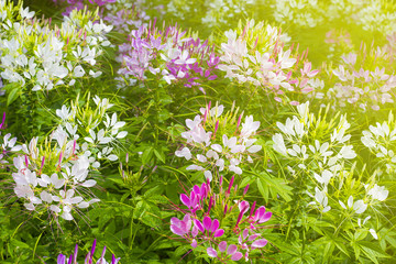 Flower beautiful, Flower background.