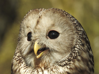 Eulen