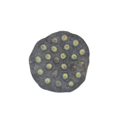 Black lotus seed on white background