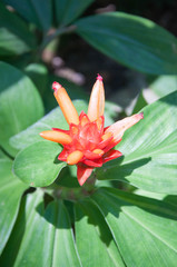 flower. Plant. red flower. red petal.