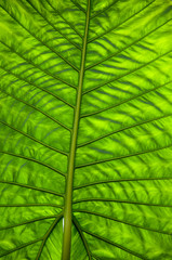 Green leaf. big green leaf. leaf and foliage.