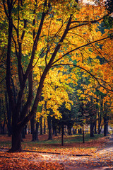 autumn leaves in a park on earth