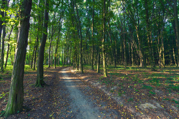 beautiful green forest
