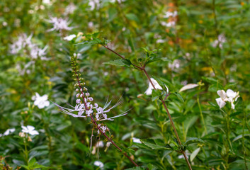 Wonderful white flower