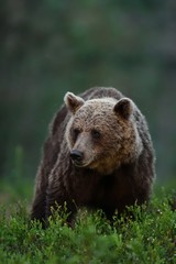 Fototapeta na wymiar brown bear portrait at night