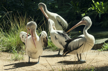 White Pelicans. White Pelican also known as the Eastern White Pelican.