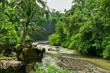 Tropical river in Bali jungle. Tropical jungle forest, Bali nature, Indonesia jungle. River through jungle. Jungle foliage and river. Tropical woods. Bali jungle nature.