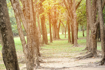 Trees in park with lightflare