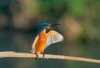 Martin pescatore  ad ali aperte che canta