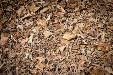 Dead leaves backgrounds and textures