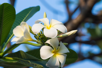 white plumeria flowers on tree
