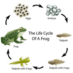 Naklejka premium Cykl życia żaby