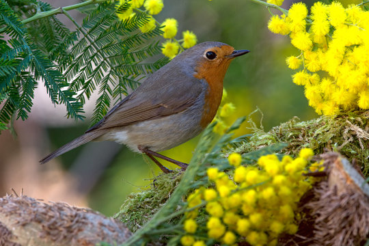 รูปภาพPettirosso – เลือกดูภาพถ่ายสต็อก เวกเตอร์ และวิดีโอ2,204 | Adobe ...