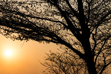 silhouette tree at sunset