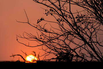 silhouette tree at sunset
