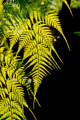 fern  in the garden backlit by the sunligth