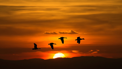 Autumn or spring migration of cranes