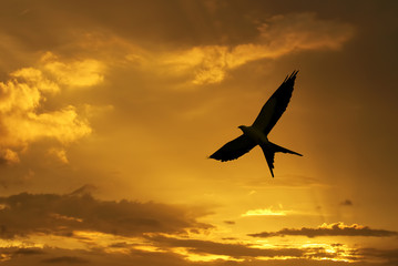 Bird over bright sunny autumn background