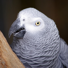  Perroquet jaco - gris du Gabon