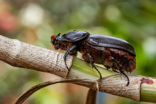 Asiatic rhinoceros beetle (Oryctes rhinoceros) on a tree