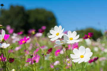 コスモス