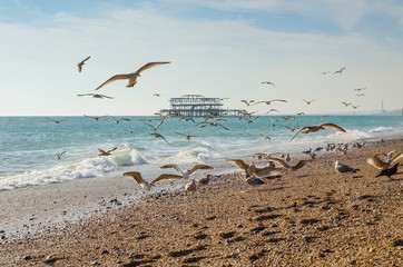 Brighton beach, flying seagulls, the old West pier in the background