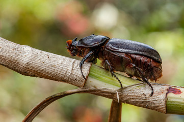 Asiatic rhinoceros beetle (Oryctes rhinoceros) on a tree