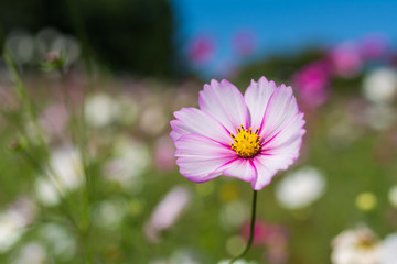 Obraz premium ピンクコスモス