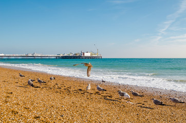 Brighton beach, seagulls, clear sky, the pier in the background