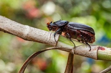 Asiatic rhinoceros beetle (Oryctes rhinoceros) on a tree
